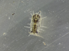 Isopoda