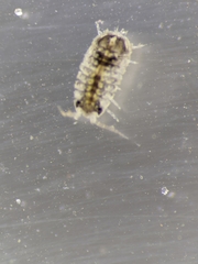 Isopoda