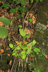 Liparis campylostalix