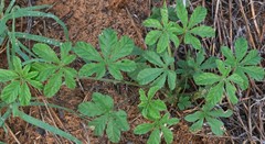 Merremia verecunda