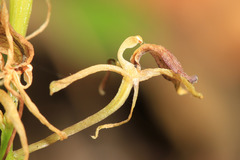 Liparis campylostalix