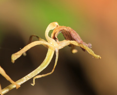 Liparis campylostalix