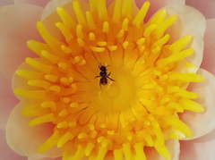 Austroplebeia australis