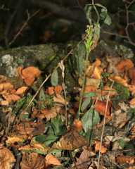 Liparis campylostalix