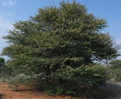 Vachellia luederitzii