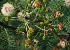 Vachellia luederitzii