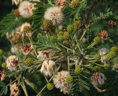 Vachellia luederitzii