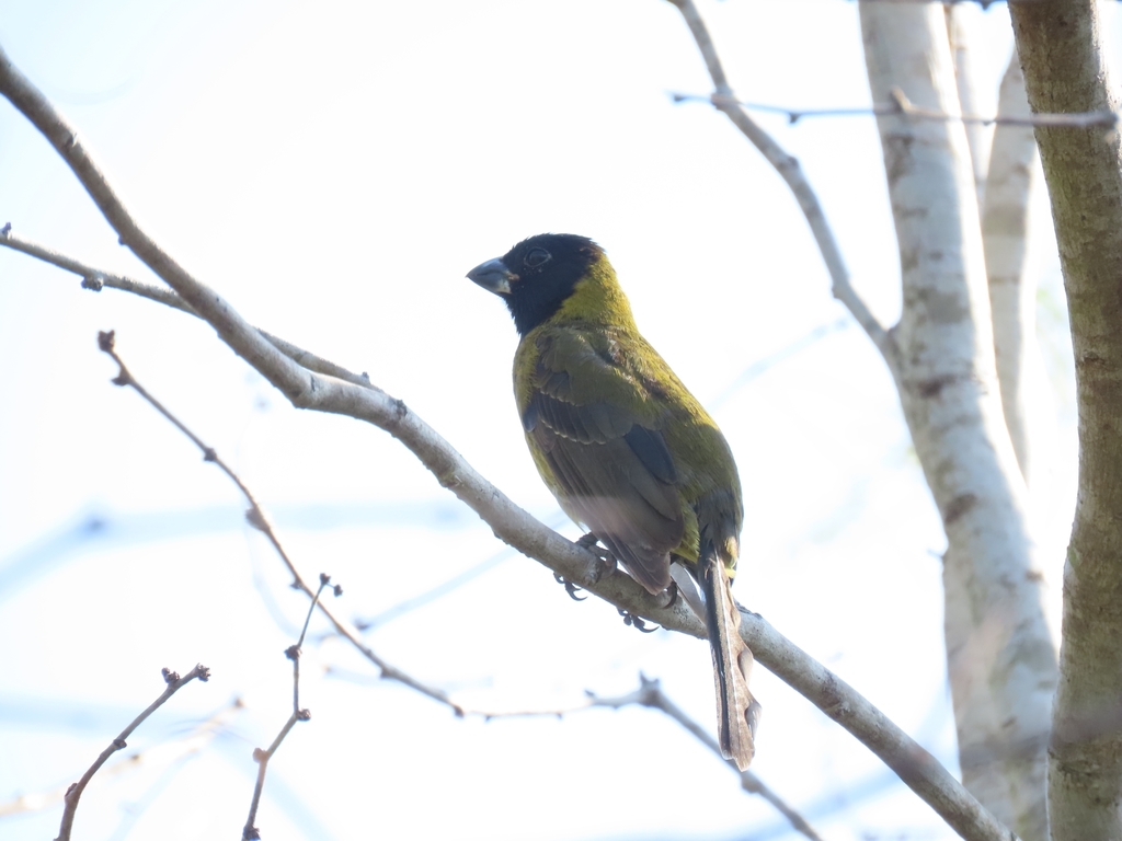 Crimson-collared Grosbeak