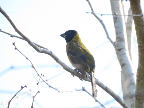 crimson-collared grosbeak (Periporphyrus celaeno)