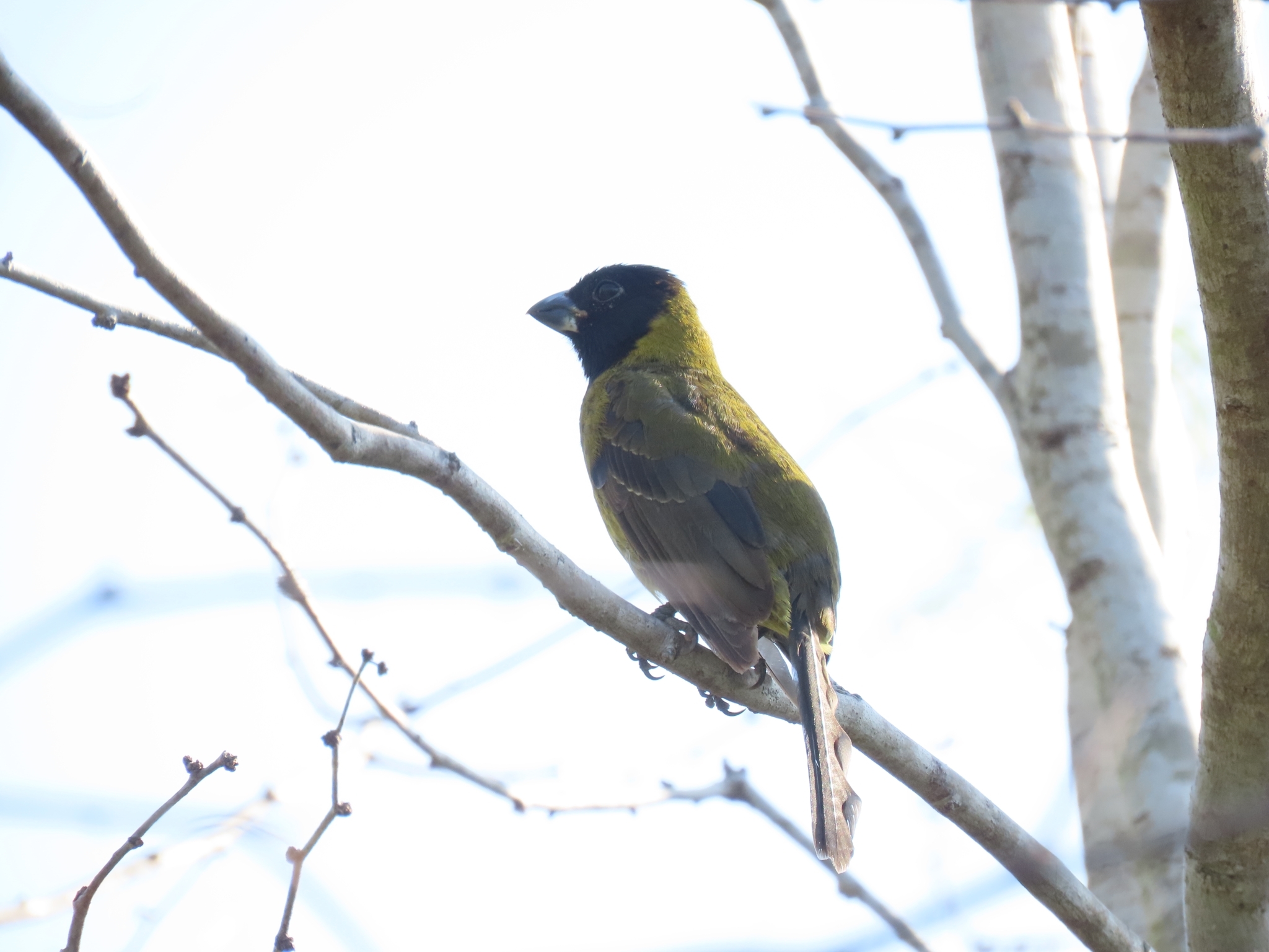 Crimson-collared Grosbeak (Periporphyrus celaeno)