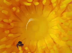 Austroplebeia australis