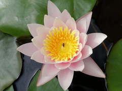 Austroplebeia australis