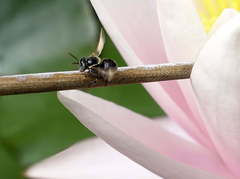 Austroplebeia australis