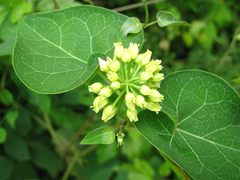 Cynanchum wilfordii