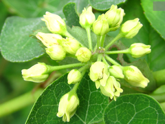 Cynanchum wilfordii