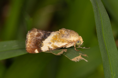 Acontia detrita