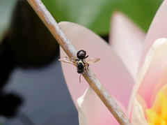 Austroplebeia australis