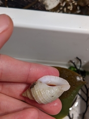Nucella lapillus