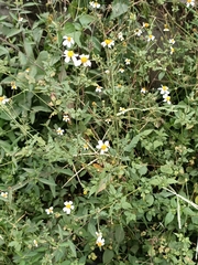 Bidens alba