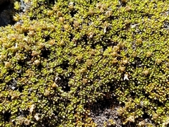 Veronica ciliolata ciliolata