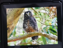 Ninox novaeseelandiae