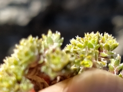 Veronica ciliolata ciliolata