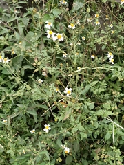 Bidens alba
