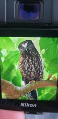 Ninox novaeseelandiae