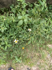 Bidens alba