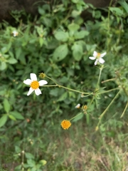 Bidens alba