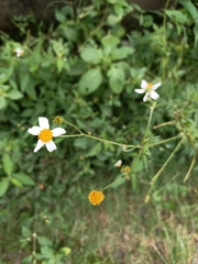 Bidens alba
