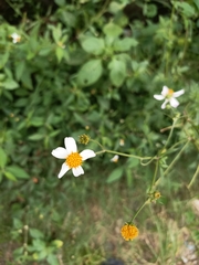 Bidens alba