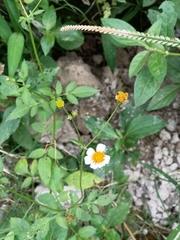 Bidens alba