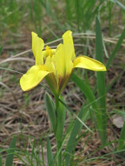 Iris arenaria