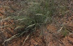 Stipagrostis ciliata