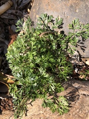 Ammoselinum