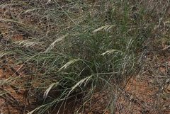 Stipagrostis ciliata