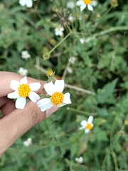 Bidens alba