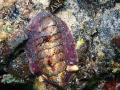 Onithochiton quercinus