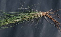 Stipagrostis ciliata