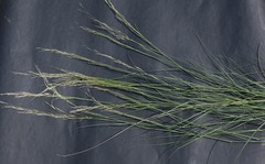 Stipagrostis ciliata