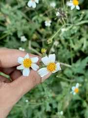 Bidens alba