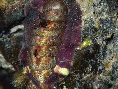 Onithochiton quercinus