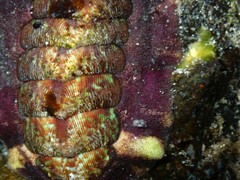 Onithochiton quercinus