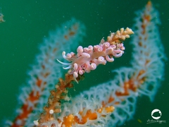 Phyllodesmium poindimiei
