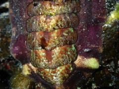 Onithochiton quercinus