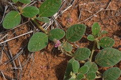 Indigofera flavicans