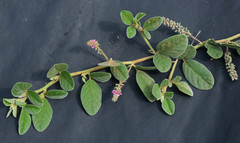 Indigofera flavicans