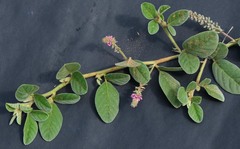 Indigofera flavicans