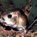 Kangaroo Rats and Pocket Mice - Photo National Park Service, no known copyright restrictions (public domain)